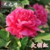 Miss 赵的头像