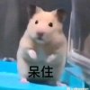 云轻的头像