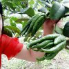 玉树的头像