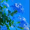 合家欢的头像