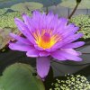 生如夏花的头像