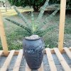 静静的头像