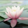 吉祥的头像