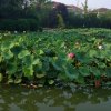 天天开《独宠你》的头像