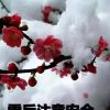 自由飞翔的头像