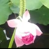 花之梦～停的头像