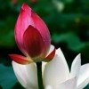 暂退中祝友友们新年快乐的头像