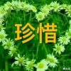 相思的头像