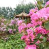 杏花烟雨(彩墨画江南，箫笛吴越曲)的头像