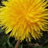 蒲公英的头像