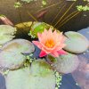 小花的头像