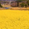 敬花的头像