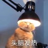 我雷老虎以德服人的头像