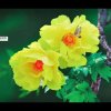 花好月圆的头像