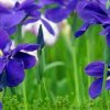 ღ芳草࿐的头像