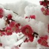 空气中弥漫着桂花的芳香的头像