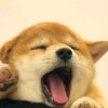 丸丸嗷的头像