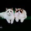 ，<div class=