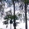 富贵花开的头像