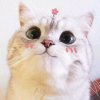 RU的头像