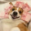 木桃的头像