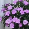春芬伴夏的头像