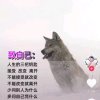 西北狼的头像