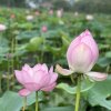 小傻瓜的头像