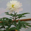淡淡de芳香的头像