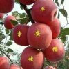 陈陈的头像