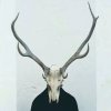 虚拟的头像