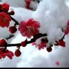 冬季的雪的头像