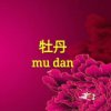 牡丹的头像