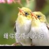音缘(主)的头像