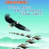 雁过蓝天的头像