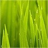晓雨的头像