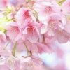 火花点的头像