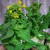 幸福花的头像