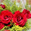 星云缘红玫瑰的头像