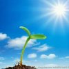 苏陌儿的头像