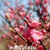 冬去春来的头像