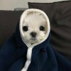 怪咖的头像