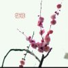 梅花的头像
