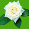 黄玫瑰的头像