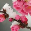 雪的头像