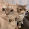 一些事不想说的头像