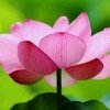 妙莲居士的头像