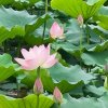 阿影的头像