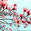 辛夷花(暂停)的头像