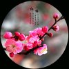 梅花的头像